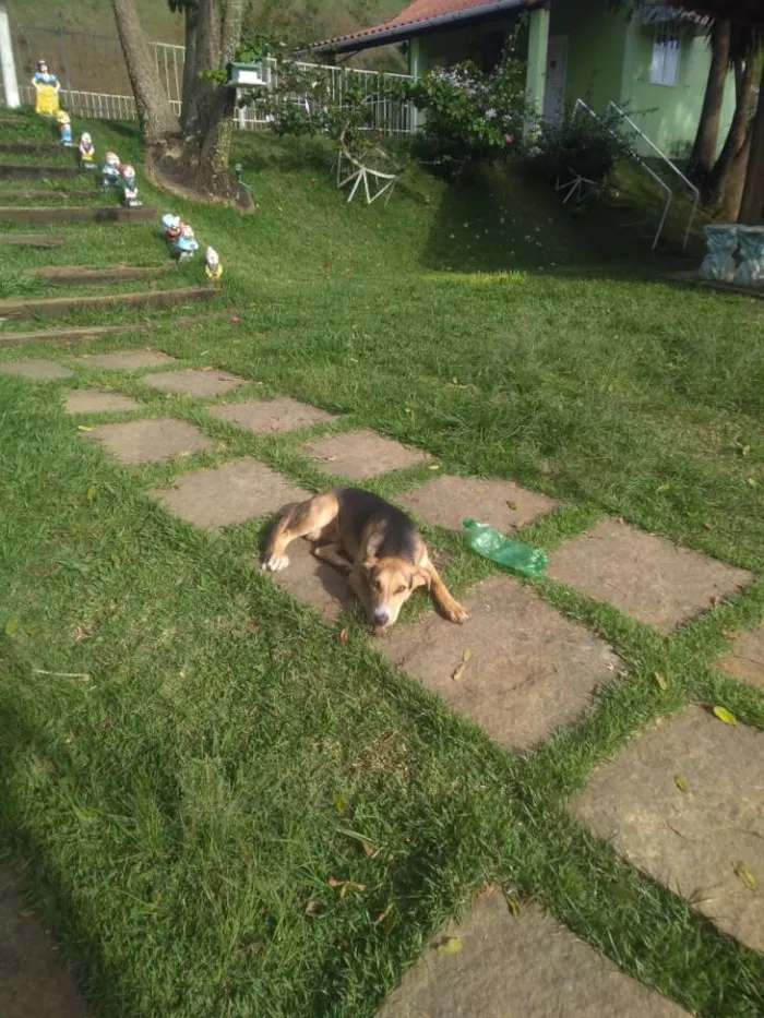 Cachorro ra a Vira lata  idade 2 a 6 meses nome Não sei (encontrado)