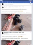 Gatinhos