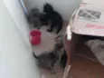 Gatinhos
