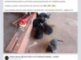 Gatinhos