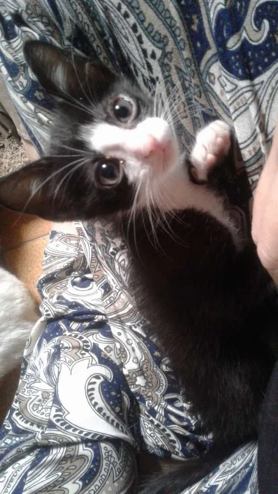 Gato raça srd idade Abaixo de 2 meses nome Kimi