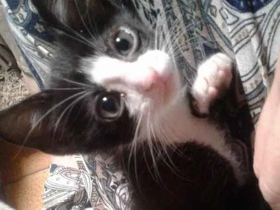 Gato raça srd idade Abaixo de 2 meses nome Kimi