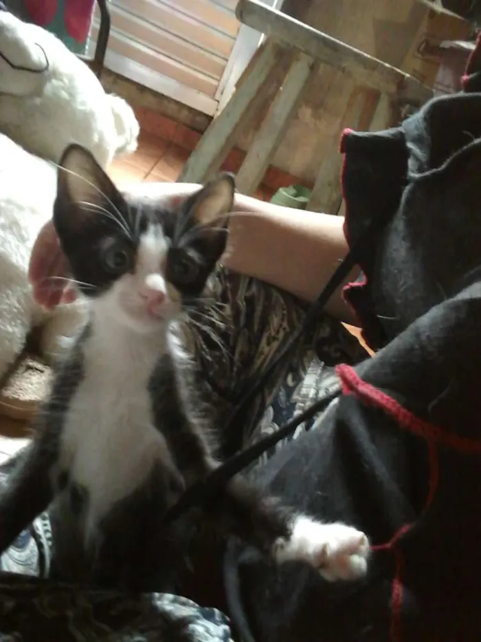 Gato raça srd idade Abaixo de 2 meses nome Kimi