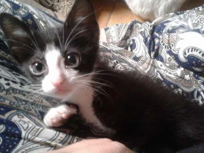 Gato raça srd idade Abaixo de 2 meses nome Kimi