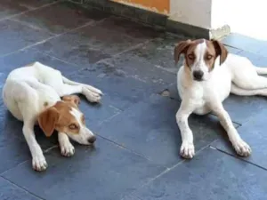 Cachorro raça Indefinida idade 1 ano nome Thor