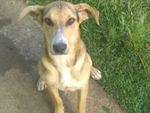 Cachorro raça Vira lata  idade 2 a 6 meses nome Não sei (encontrado)