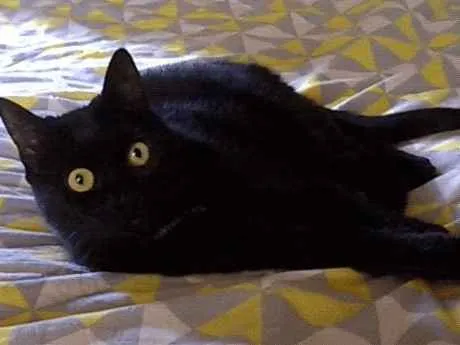 Gato ra a SRD idade 7 a 11 meses nome SEM NOME