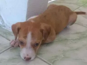 Cachorro raça Mestiça idade 2 a 6 meses nome Mia
