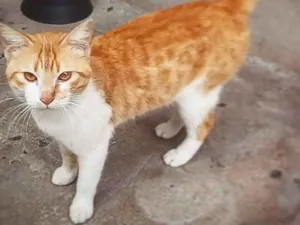 Gato raça  idade 1 ano nome Sem nome