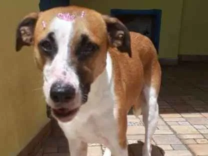 Cachorro ra a srd idade 2 anos nome Savana