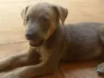3 animais
