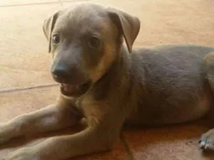 Cachorro raça SRD idade 1 ano nome 3 animais