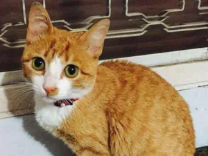 Gato raça  idade 2 anos nome Pandora GRATIFICA