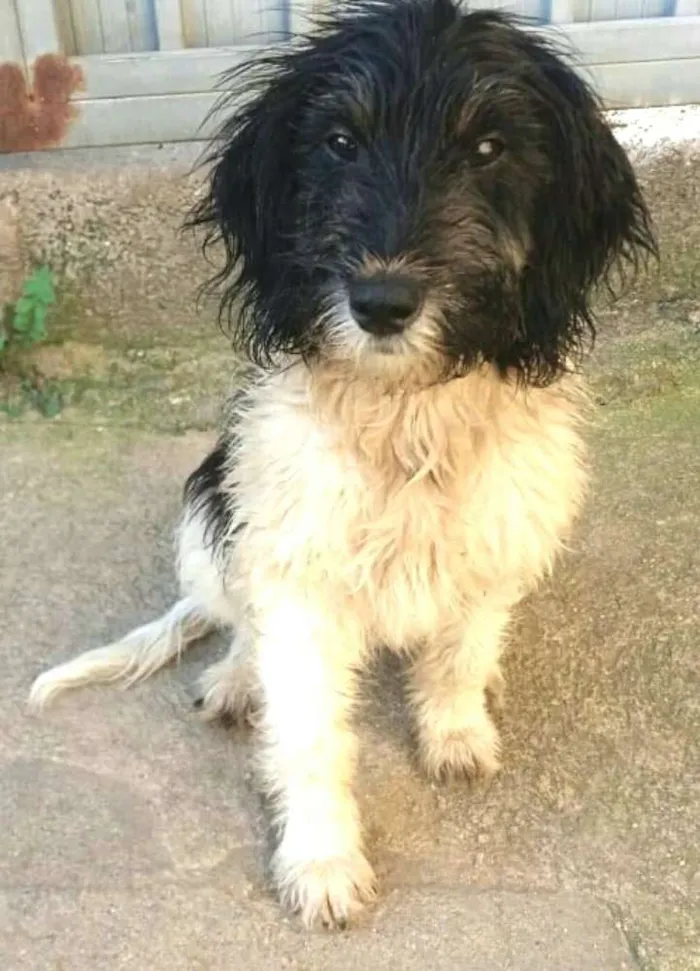 Cachorro raça  idade 2 a 6 meses nome Nala 