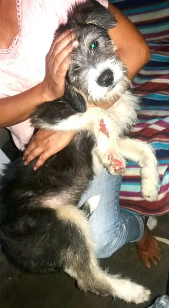 Cachorro ra a  idade 7 a 11 meses nome Nick 