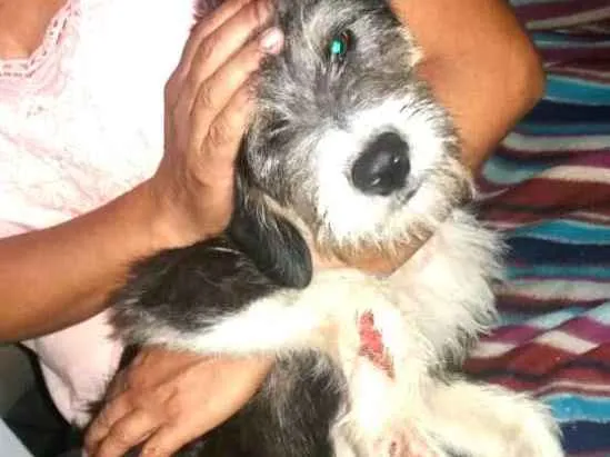 Cachorro ra a  idade 7 a 11 meses nome Nick 