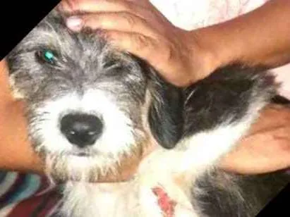 Cachorro ra a  idade 7 a 11 meses nome Nick 