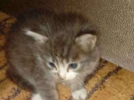 Gato raça  idade Abaixo de 2 meses nome Sem nome
