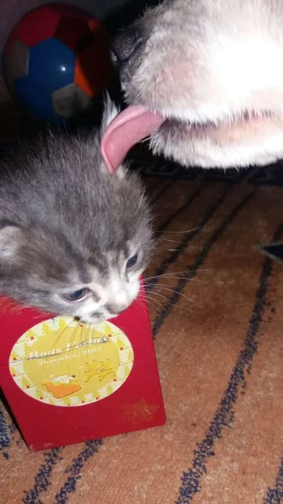 Gato raça  idade Abaixo de 2 meses nome Sem nome