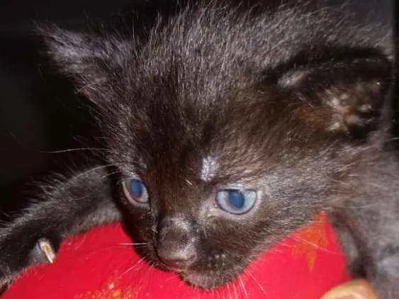 Gato raça  idade Abaixo de 2 meses nome Sem nome