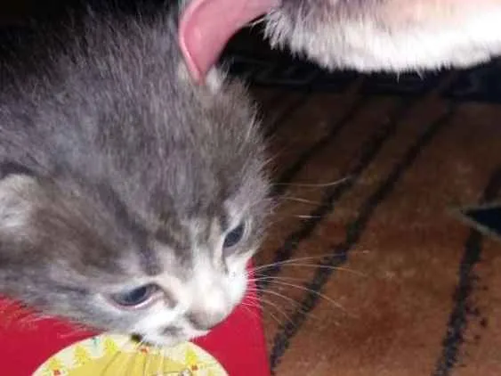 Gato raça  idade Abaixo de 2 meses nome Sem nome