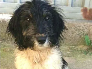Cachorro raça  idade 2 a 6 meses nome Nala 