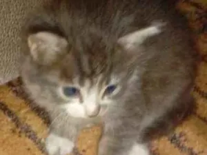 Gato raça  idade Abaixo de 2 meses nome Sem nome
