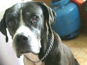Cachorro raça Boxer  idade 6 ou mais anos nome Pandora