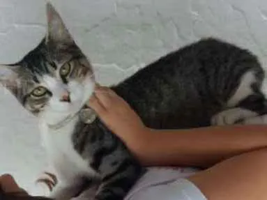 Gato ra a srd idade 2 a 6 meses nome Duke