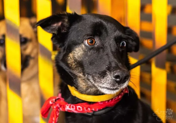 Cachorro ra a sem raça definida idade 5 anos nome Pingo
