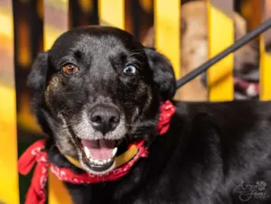 Cachorro raça sem raça definida idade 5 anos nome Pingo