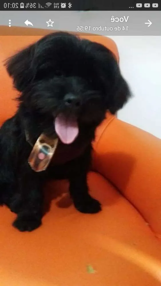 Cachorro ra a Musturado com Matinês  idade 1 ano nome Bidu