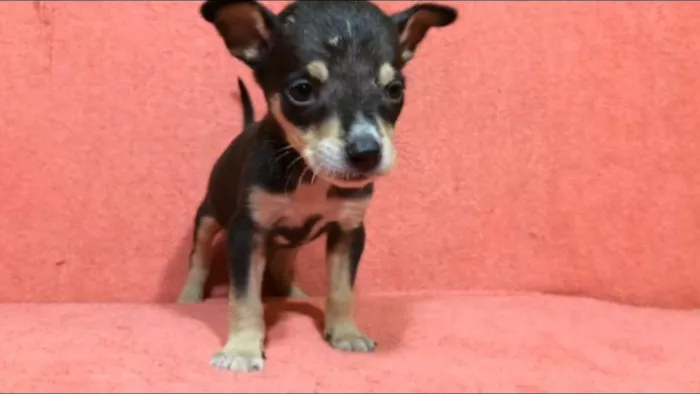 Cachorro ra a  idade 2 a 6 meses nome Filhotes Val