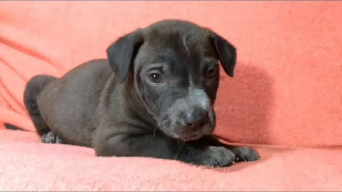 Cachorro ra a  idade 2 a 6 meses nome Filhotes Val