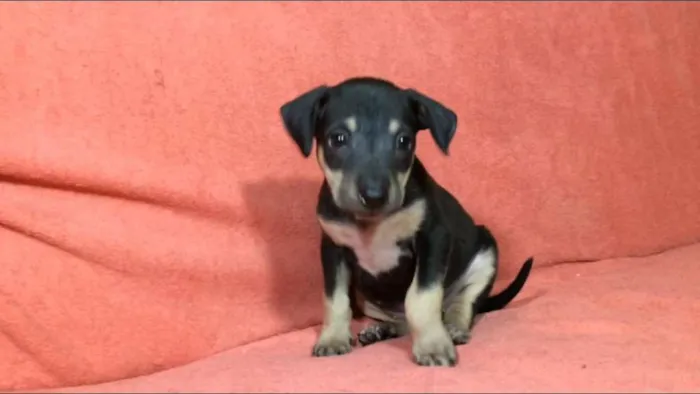 Cachorro ra a  idade 2 a 6 meses nome Filhotes Val