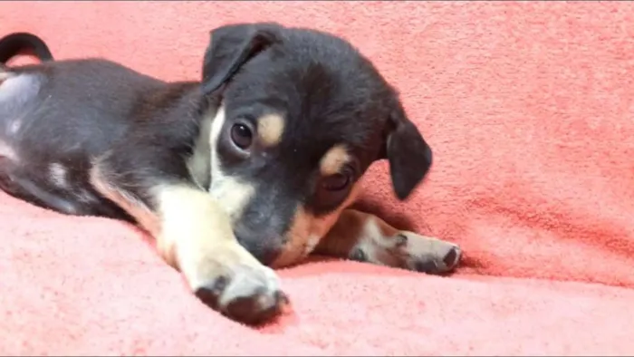 Cachorro ra a  idade 2 a 6 meses nome Filhotes Val
