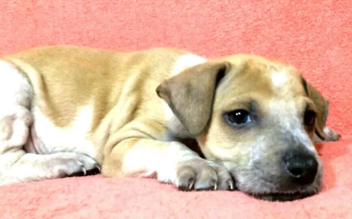 Cachorro ra a  idade 2 a 6 meses nome Filhotes Val