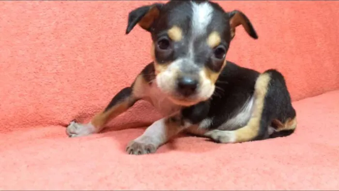 Cachorro ra a  idade 2 a 6 meses nome Filhotes Val