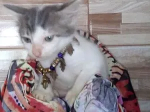 Gato raça SRD idade 2 a 6 meses nome Lindas gatinhas