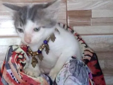 Gato ra a SRD idade 2 a 6 meses nome Lindas gatinhas