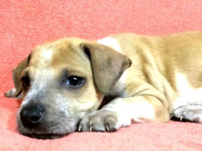 Cachorro ra a  idade 2 a 6 meses nome Filhotes Val