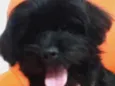 Bidu