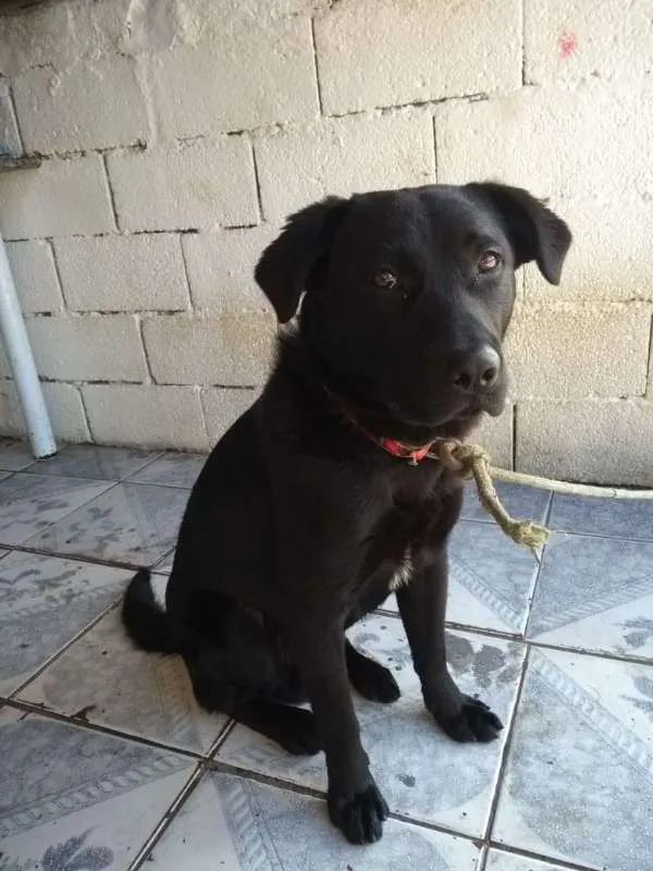 Cachorro ra a srd idade 7 a 11 meses nome Jorginho