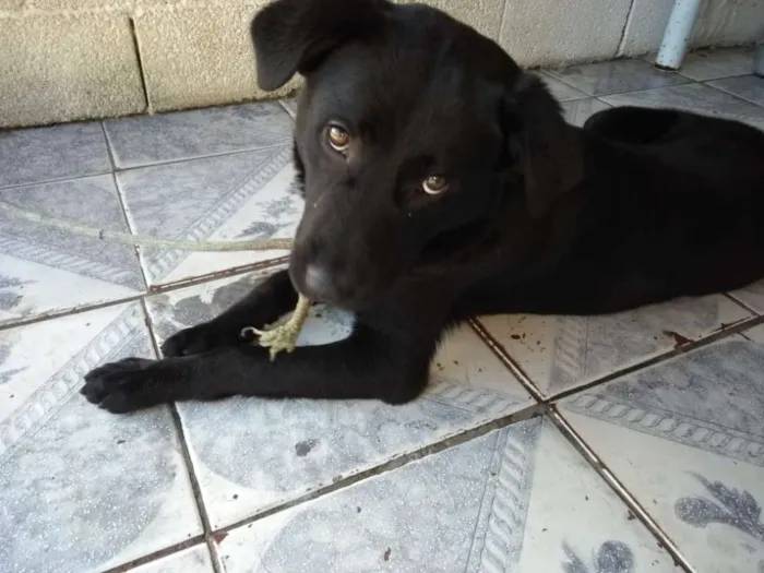 Cachorro ra a srd idade 7 a 11 meses nome Jorginho