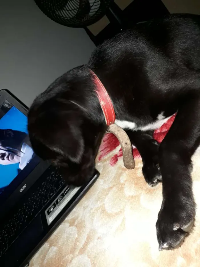 Cachorro ra a Sem raça definida idade 7 a 11 meses nome Mikey