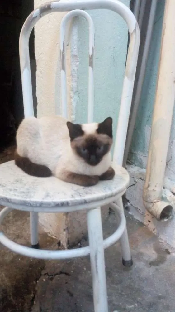 Gato ra a Siames idade 1 ano nome Siamesa