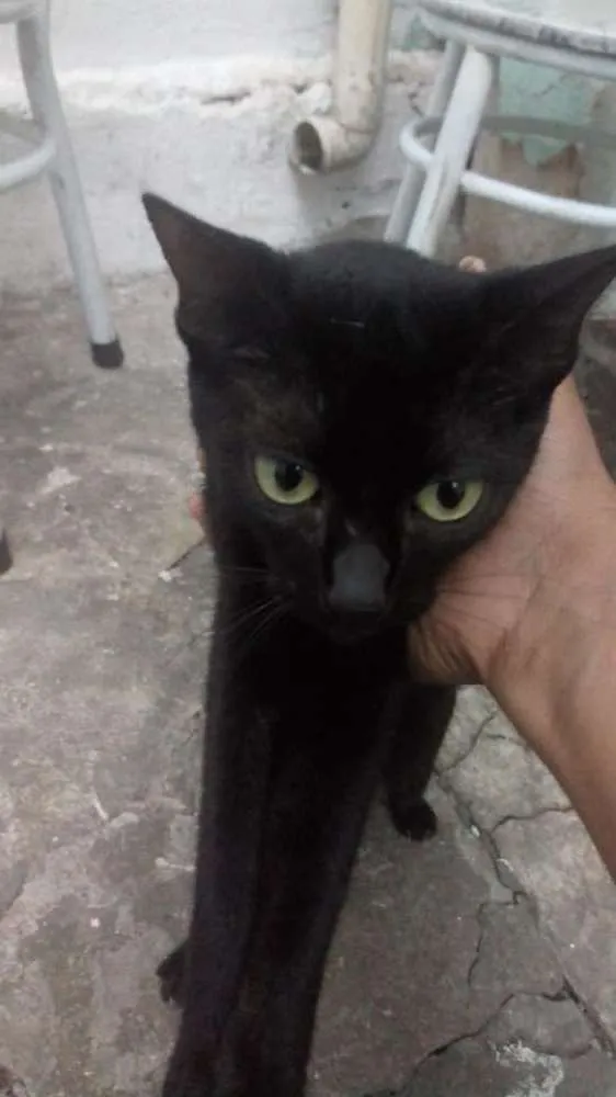 Gato ra a Pretinhos srd idade 2 anos nome Amora