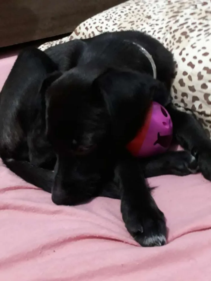 Cachorro ra a Srd idade 2 a 6 meses nome Rubi