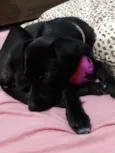 Rubi