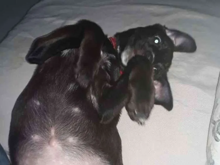 Cachorro ra a Srd idade 2 a 6 meses nome Rubi
